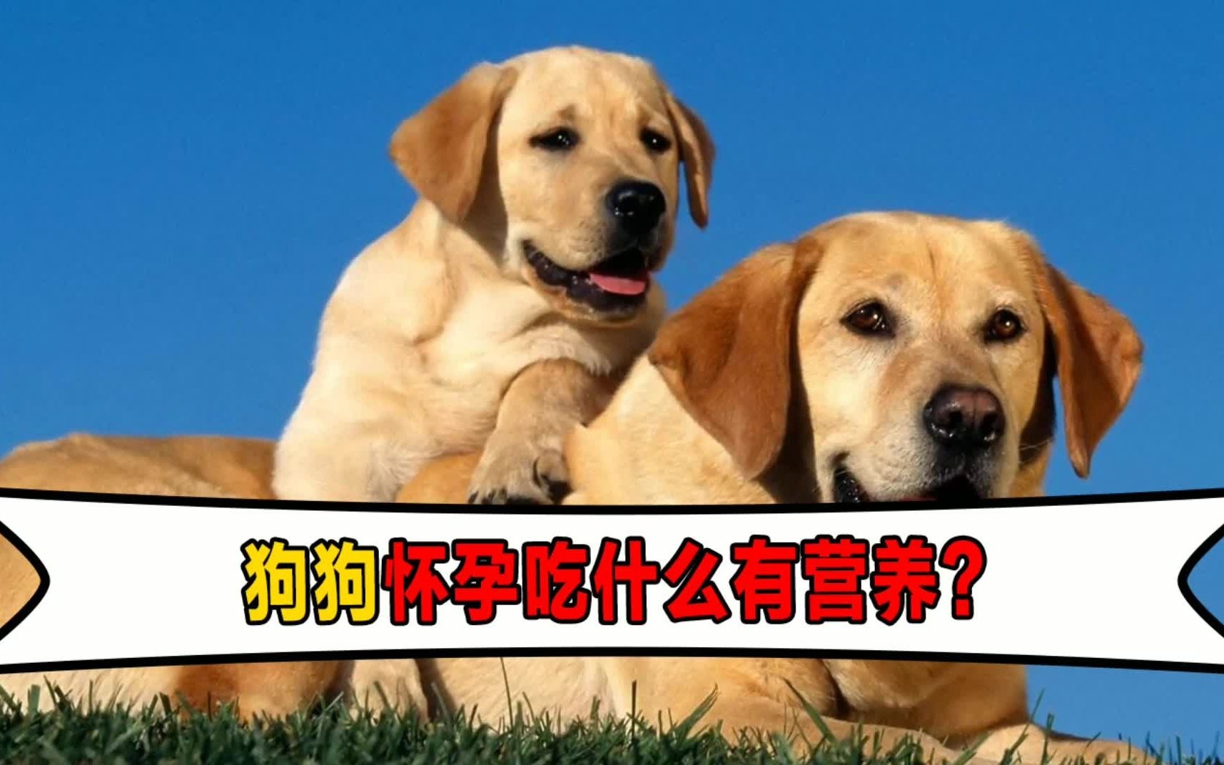 狗狗懷孕吃什麼有營養