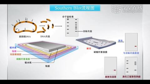 在小分子DNA上定位一个基因的方法—DNA印迹（原理介绍） Southern Blot Method - Animation video-哔哩哔哩