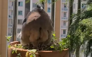 Скачать видео: 斑 鸠 当 面 下 蛋