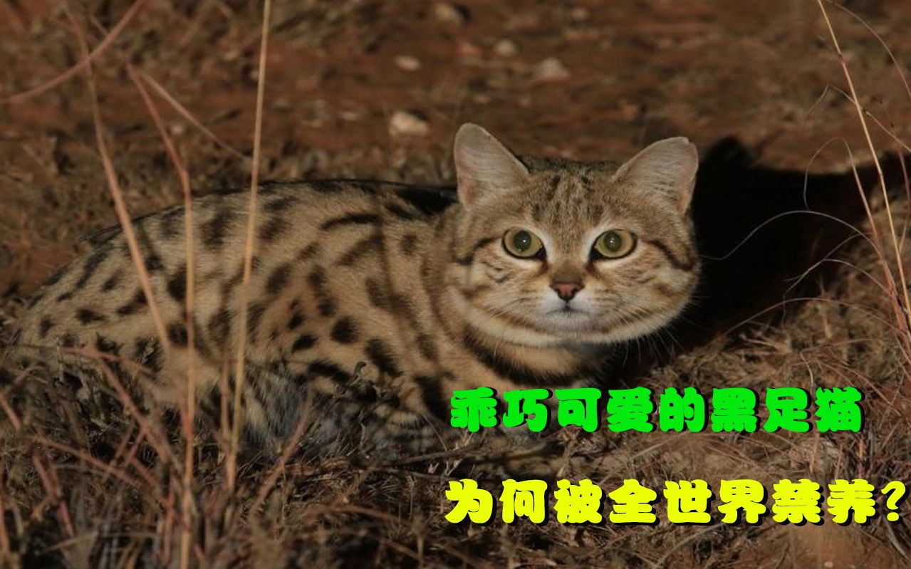 乖巧可爱的黑足猫被全世界禁养,颜值再高也不行,看完你还敢养吗?哔哩哔哩bilibili