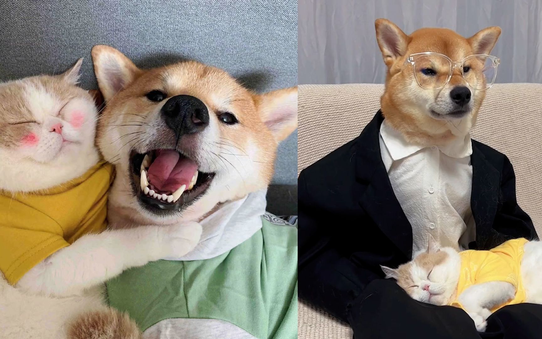 网友给自家柴犬穿衣打扮,西装眼镜怀抱小娇妻,有一瞬间它好像人