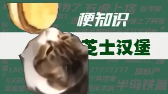 下载视频: 【梗知识】小猫可以吃芝士汉堡