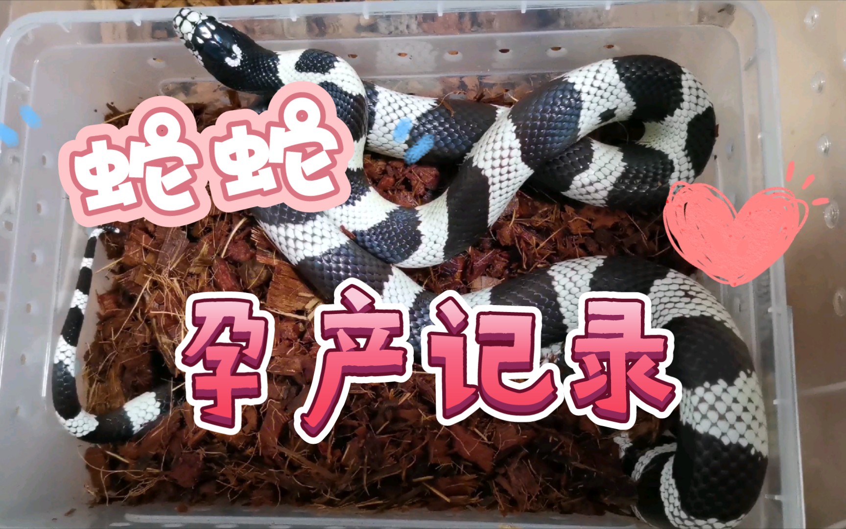 加州王蛇蛇妈妈生产前后记录