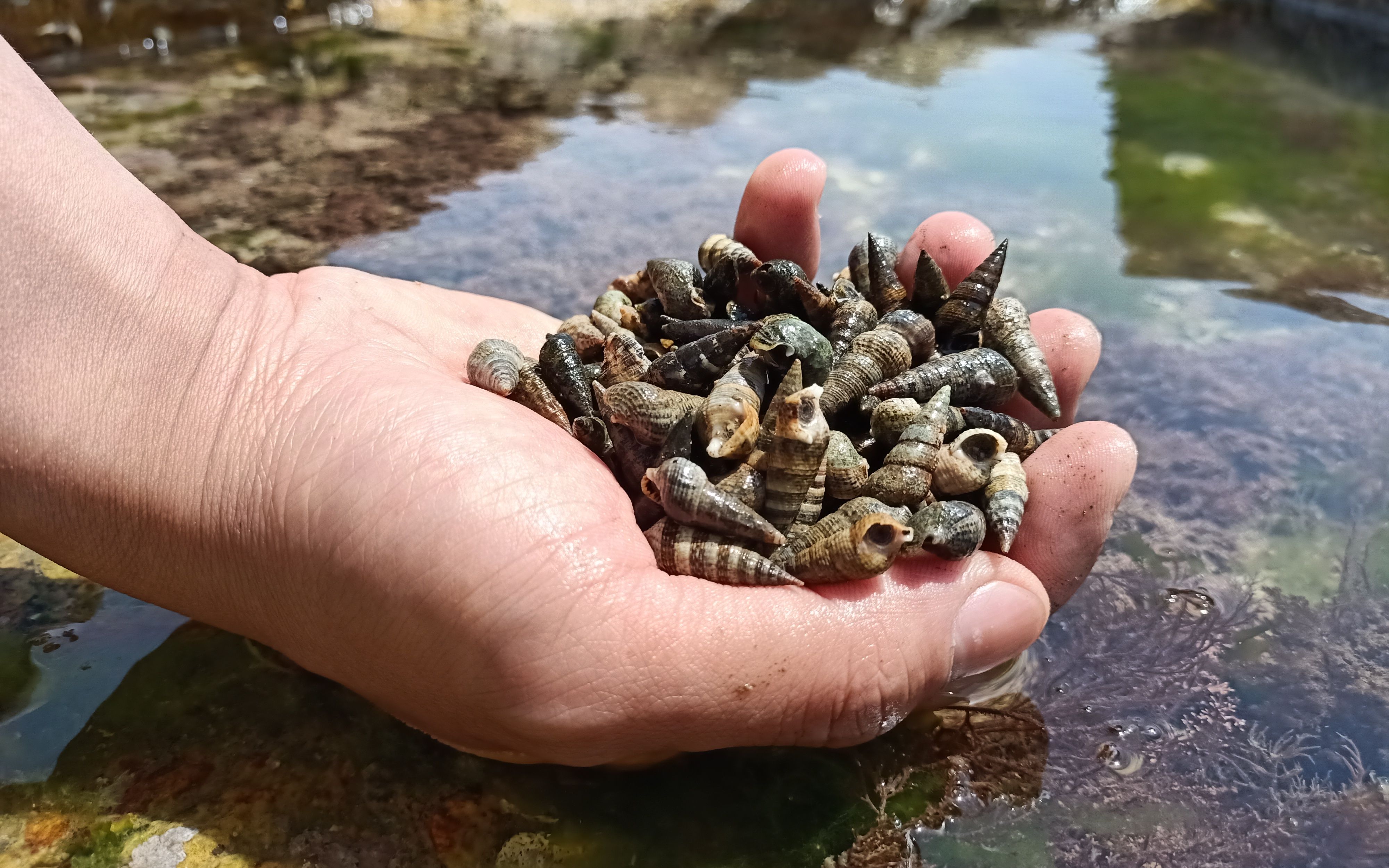 赶海捡指甲盖大的小丁螺,里面有小时候的感觉,童年的味道