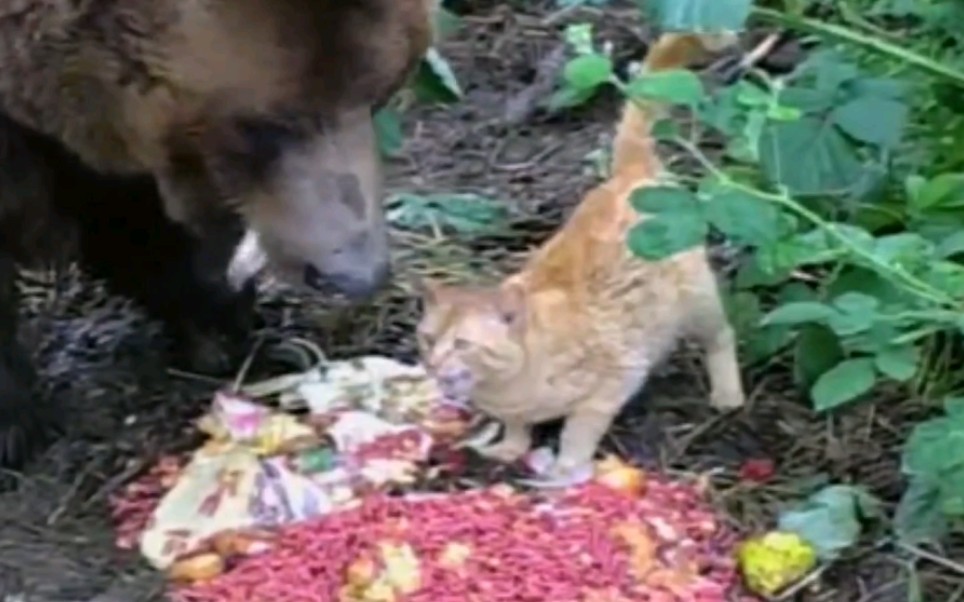 [图]橘猫偷吃棕熊食物，快叫你大哥老虎来