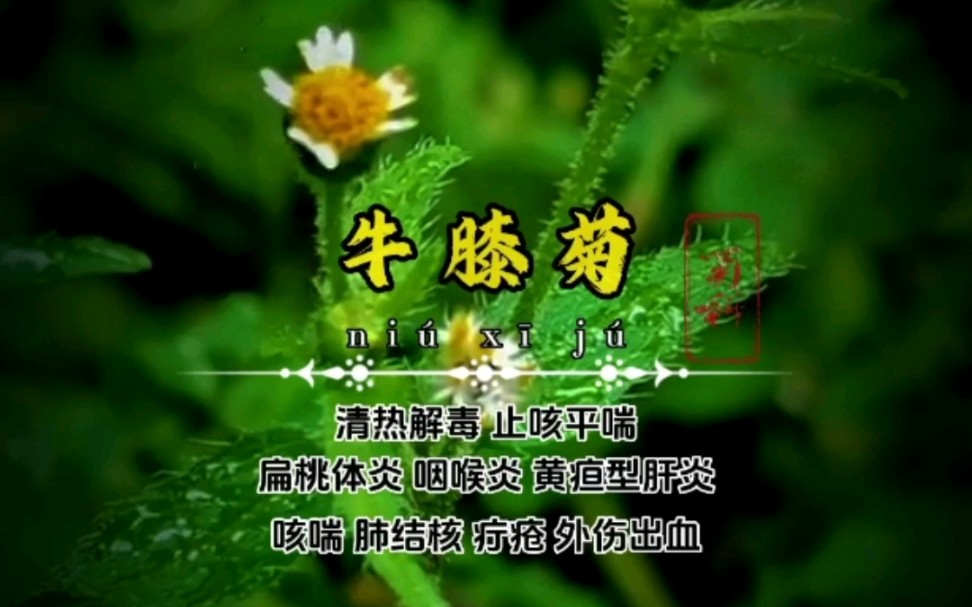 【牛膝菊】又名辣子草哔哩哔哩bilibili