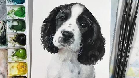 水彩 黑白色史宾格宝宝 狗狗毛发的画法 Youtube搬运 哔哩哔哩 Bilibili