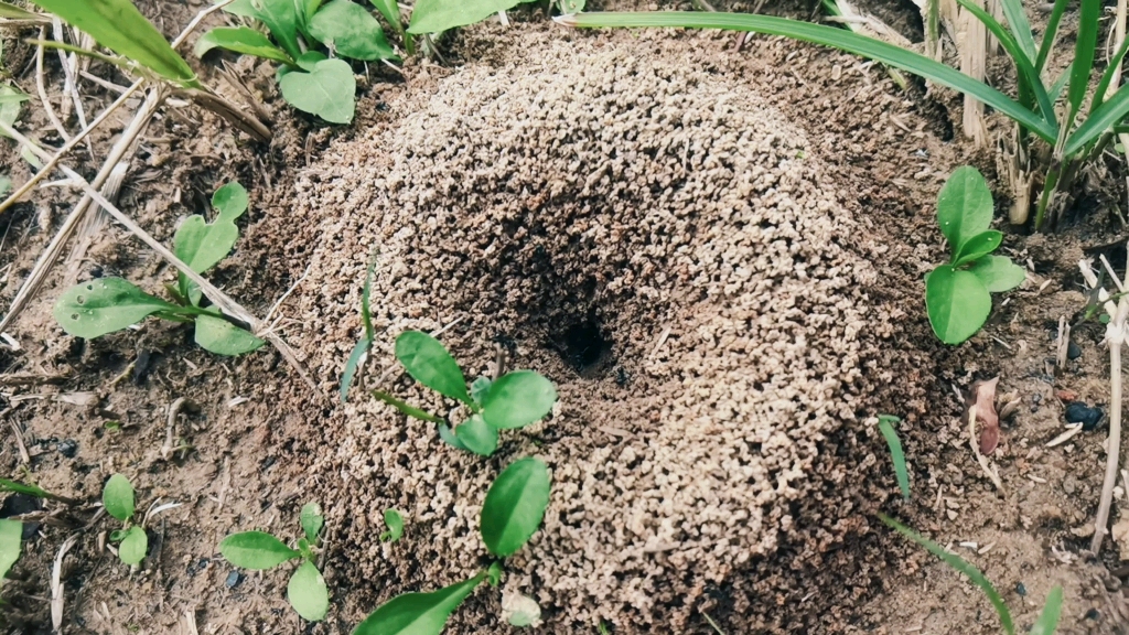 蚂蚁洞简单图片