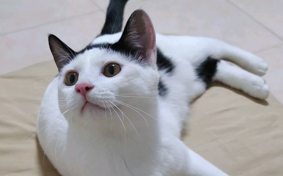 一只具有超能力的中分