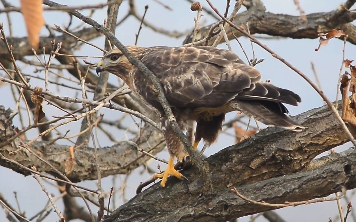 老鹰捉到一条小蛇,飞到树上进食