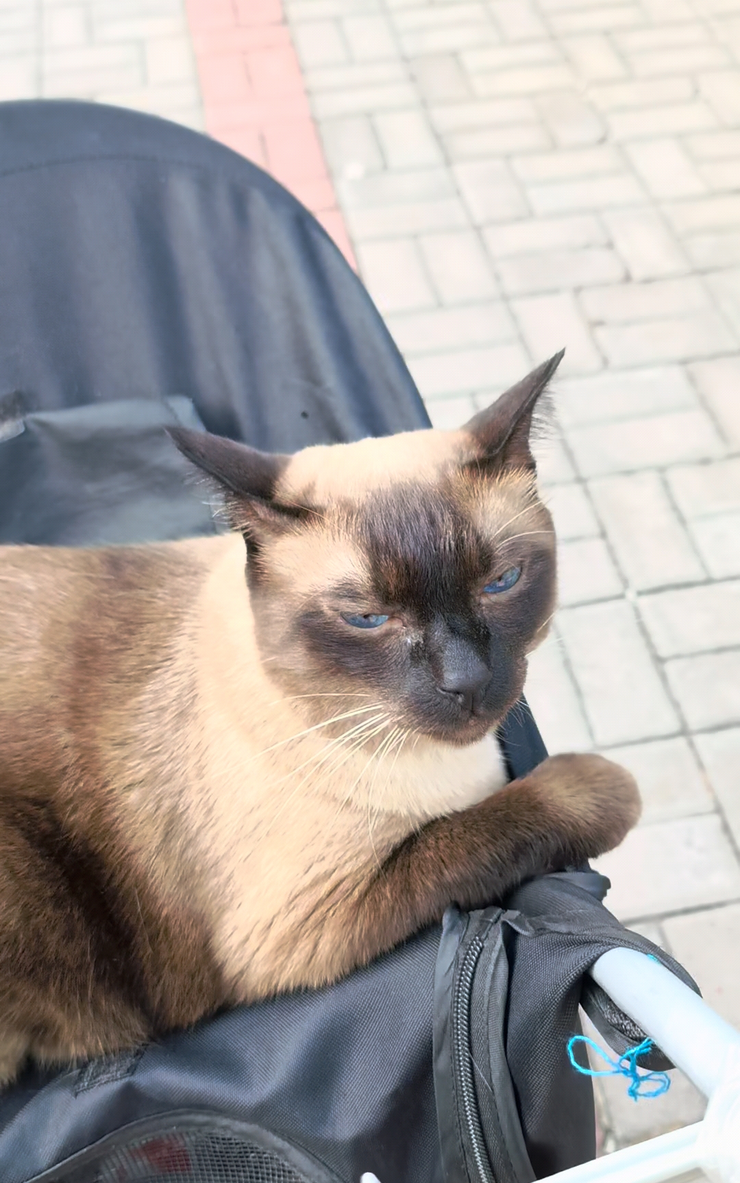 一人一猫跨省，晒太阳之人没体力了，还绕远路进错了公园