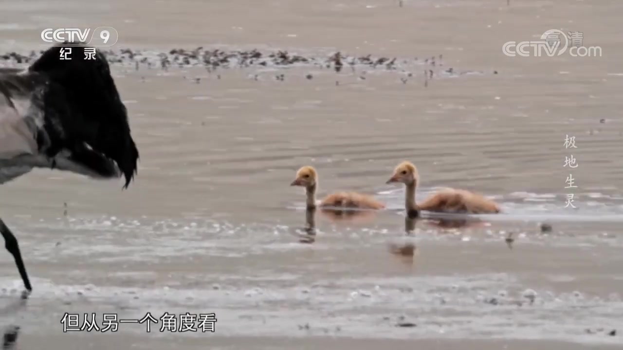 [图]凶悍却温柔的猛禽——胡兀鹫 极少猎杀小动物 以残肉腐尸为食《极地生灵》【CCTV纪录】