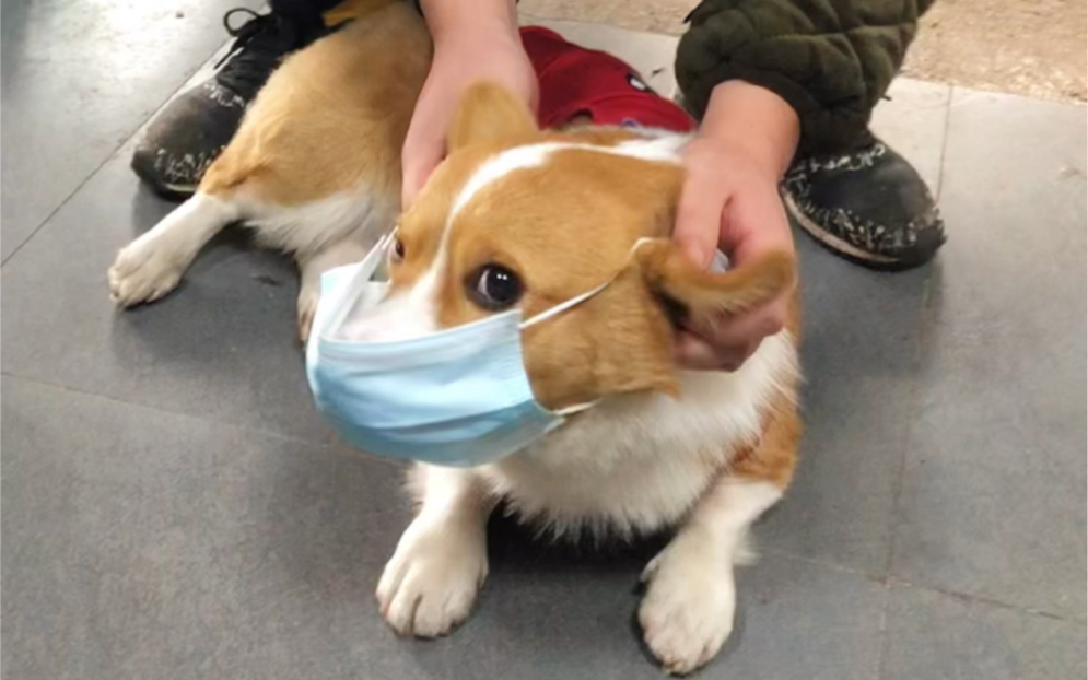 疫情必须戴口罩,狗子也不例外98