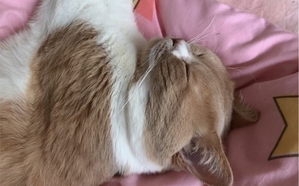 沉睡的雄狮叫不醒