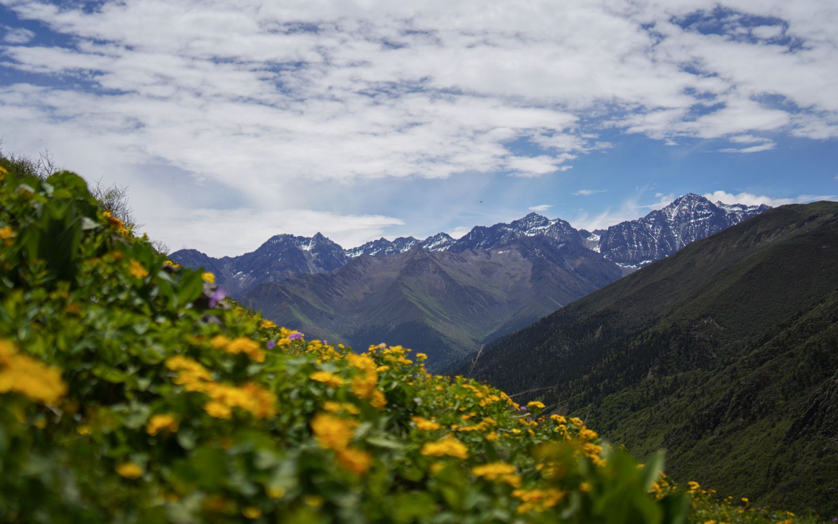 【川西旅拍vlog】夏日巴朗山,邂逅秘境花海