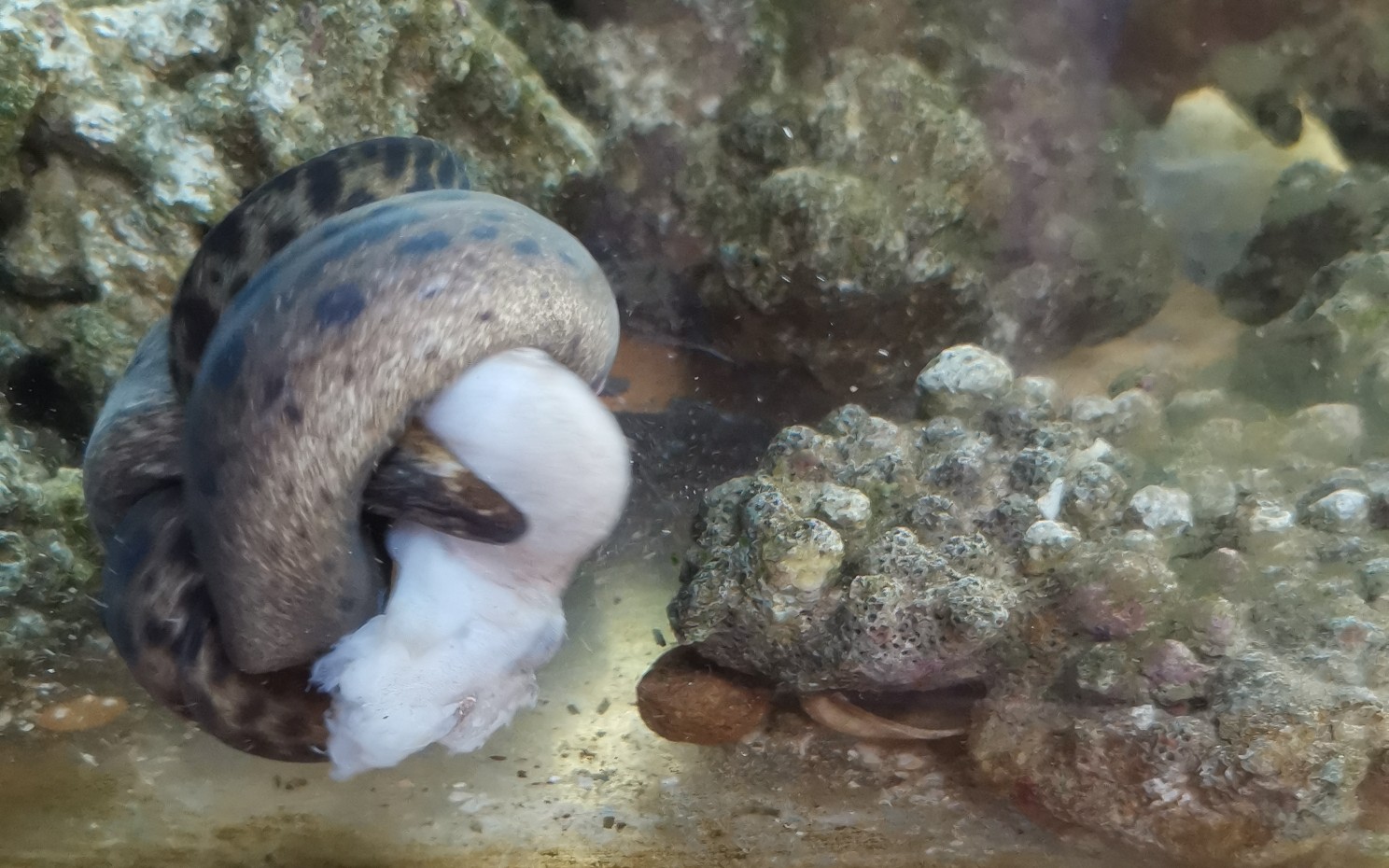 海鳝吞下整个章鱼