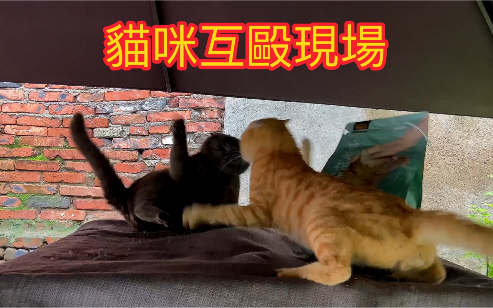 实拍猫咪互殴现场～超级无敌的猫咪王八拳!