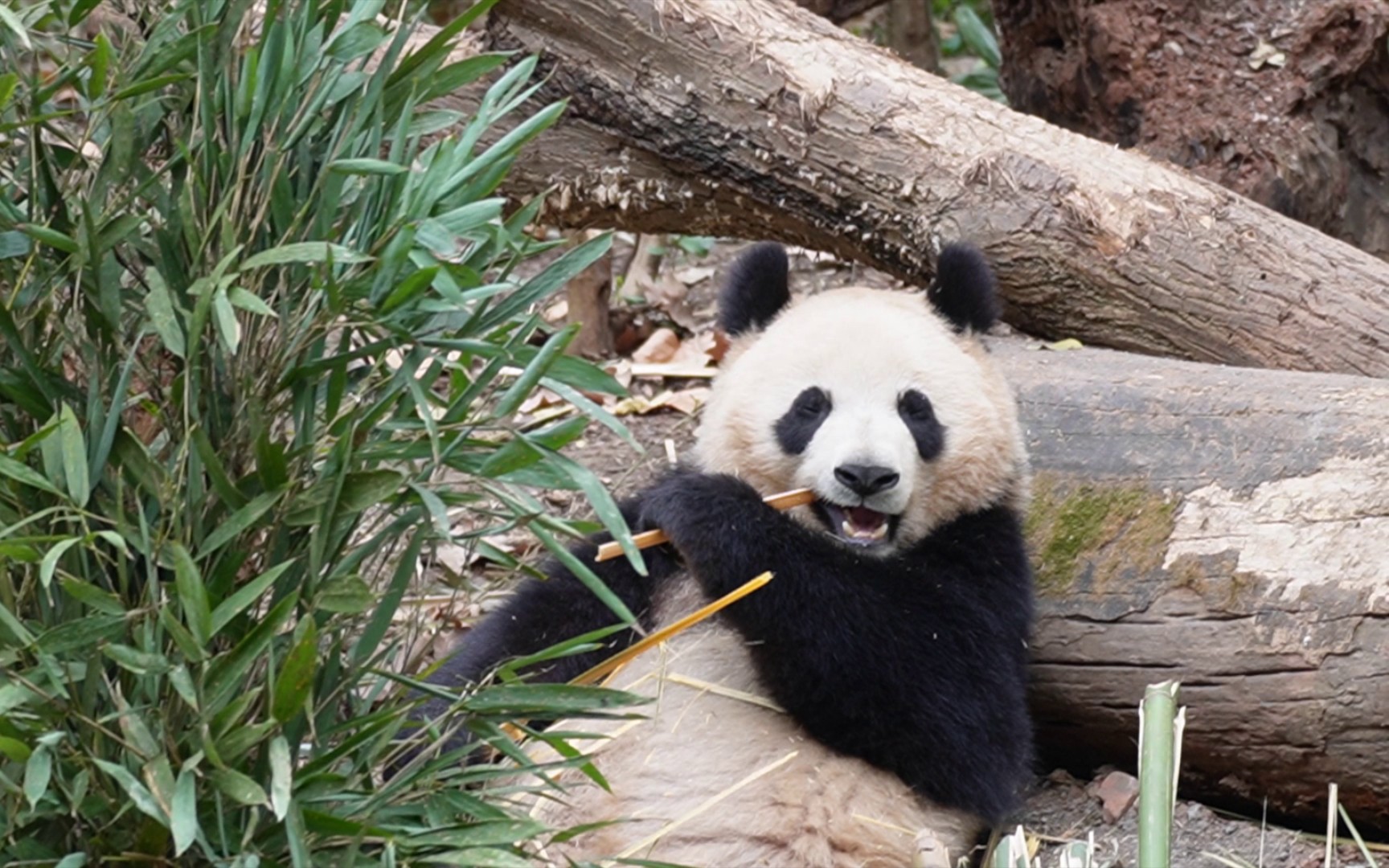 【大熊猫润玥】已经跟妈妈一毛一样啦