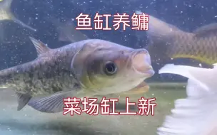 Video herunterladen: 鲢鳙鱼缸进食影像