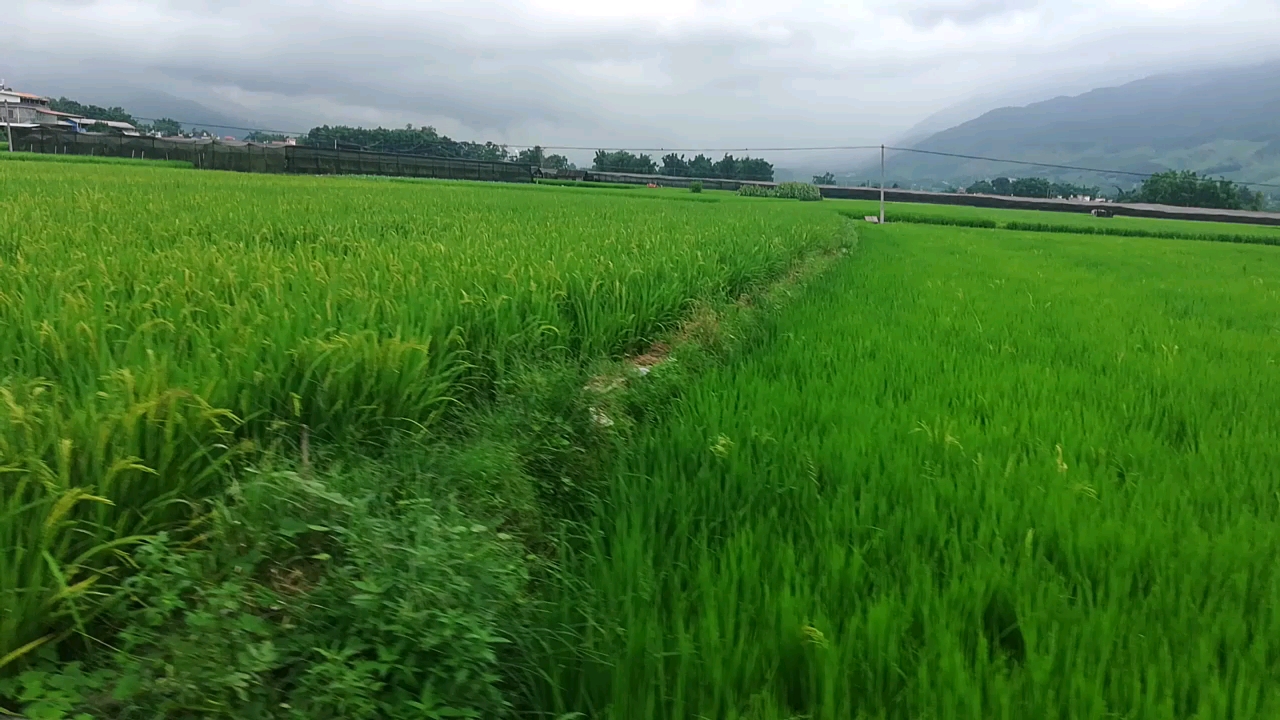 乡间田野图片大全图片