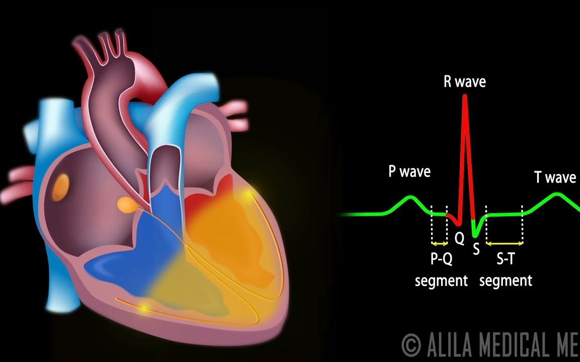 【Alila】心脏传导系统与心电图哔哩哔哩bilibili