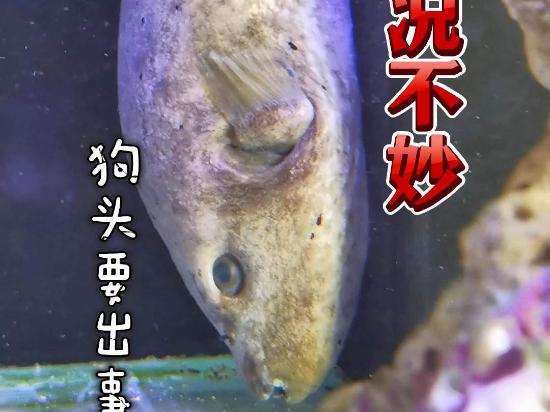 狗头情况不妙