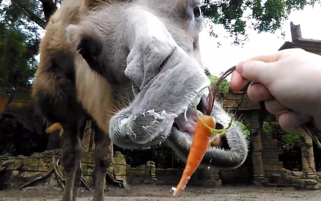 [知路baba]萌萌的骆驼吃胡萝卜好可爱(油转)