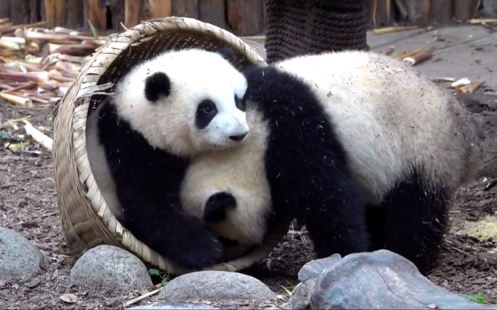 【熊猫和花】今天超级凶,欺负弟弟的暴力花——熊猫(180)