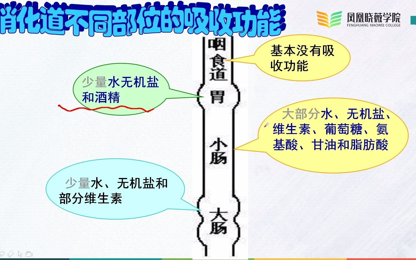 [图]江苏专转本-食品类-营养素的吸收