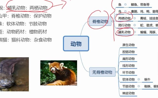 动物分类总结哔哩哔哩bilibili