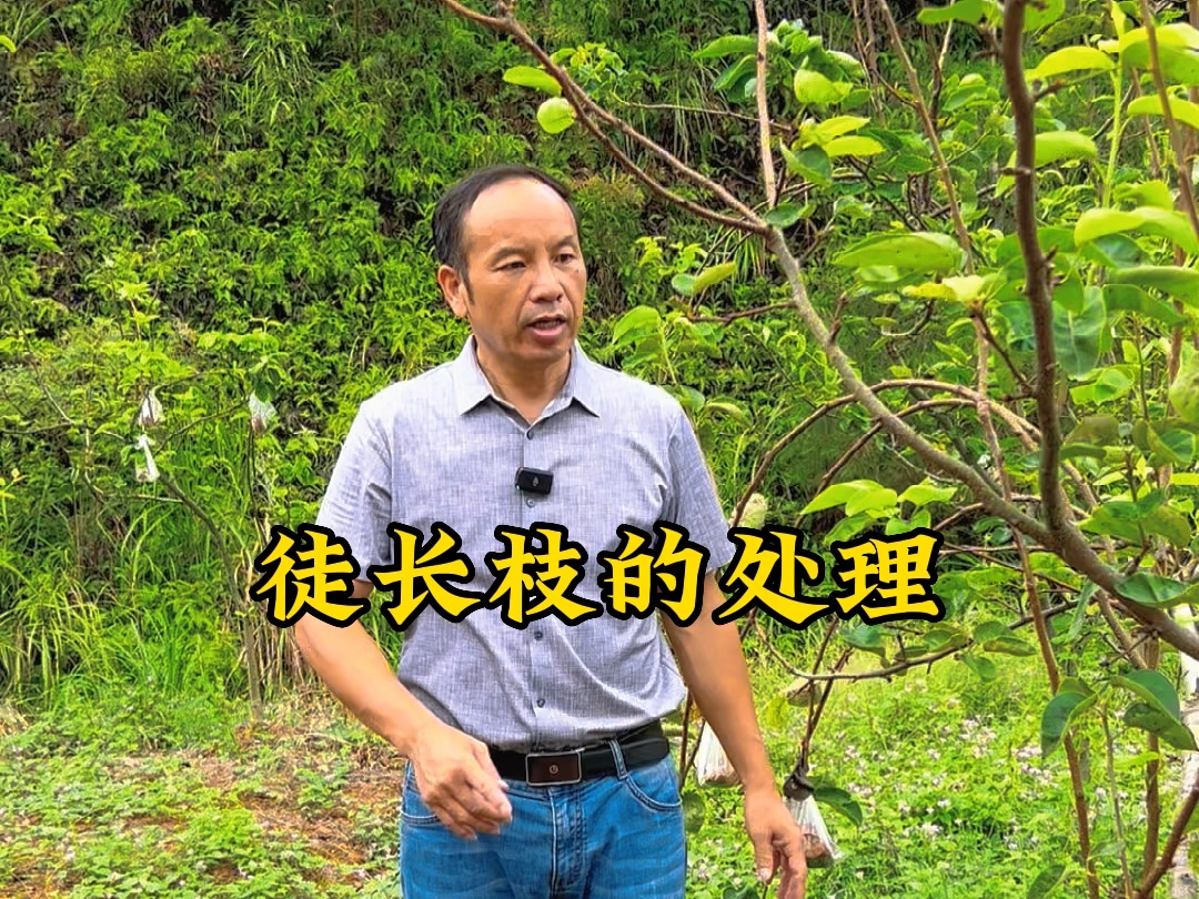 只要位置合适,徒长枝也能弃恶从善,改良成结果枝组.#徒长枝#梨#结果枝哔哩哔哩bilibili