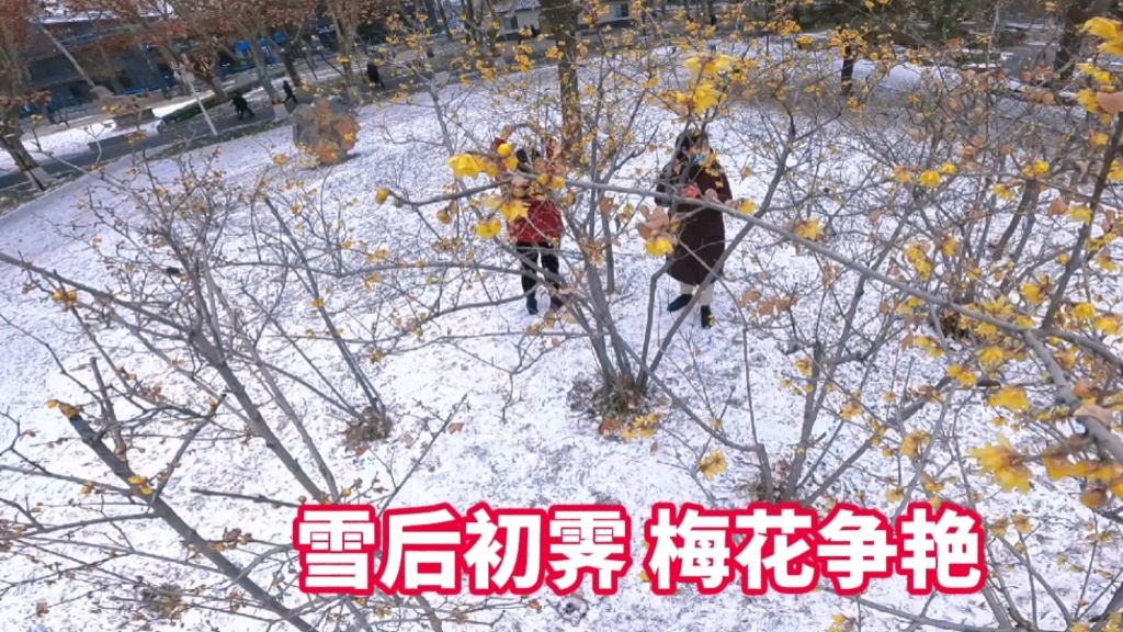 [图]大雪初霁，梅花笑迎春来报