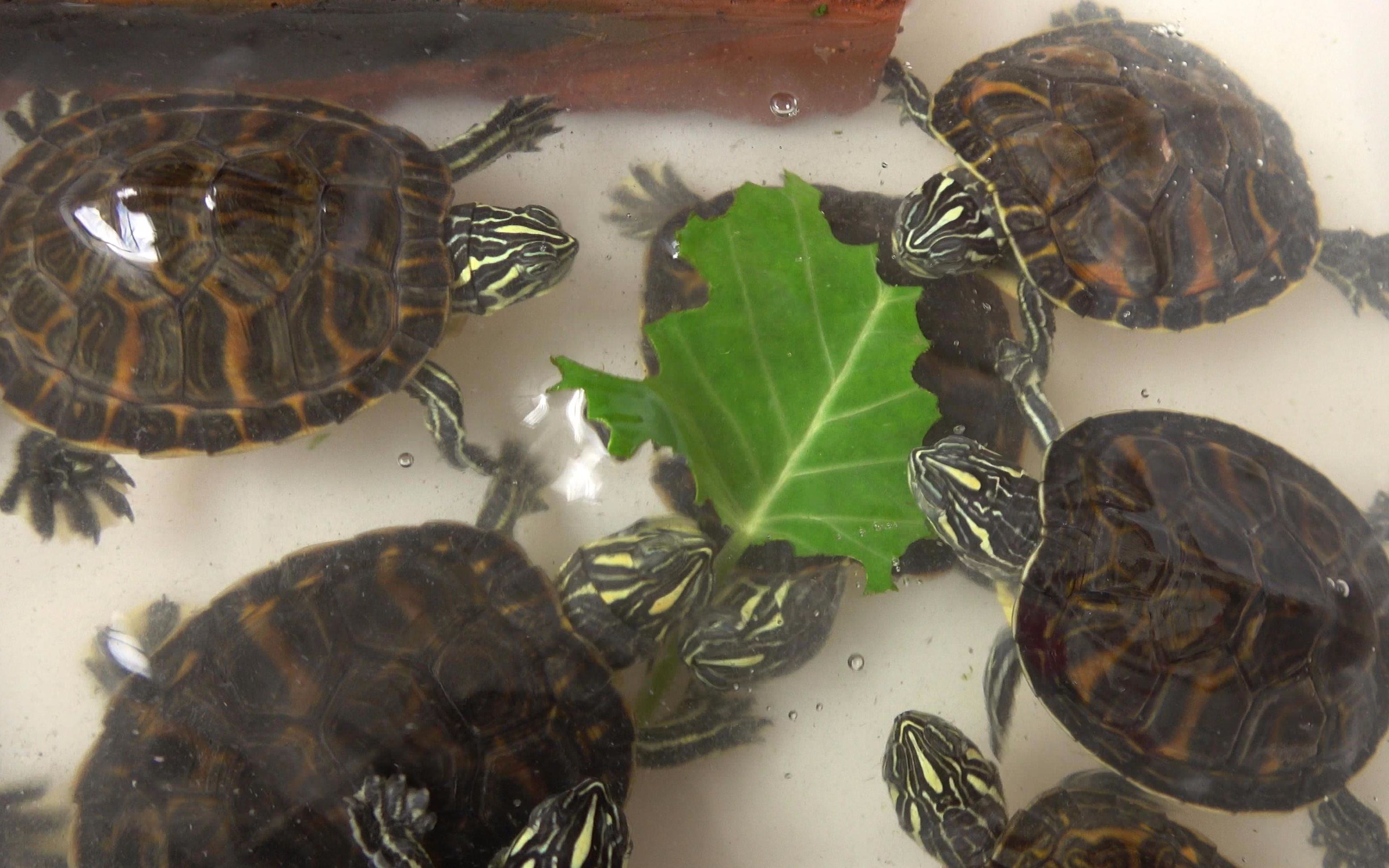 老林喂乌龟,摘几片菜叶丢下火焰龟池,立马引来小乌龟的疯狂抢食