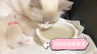 Download Video: 【布偶小奶猫】鱼鱼这么可爱，当然要用来给麻麻补身体啦