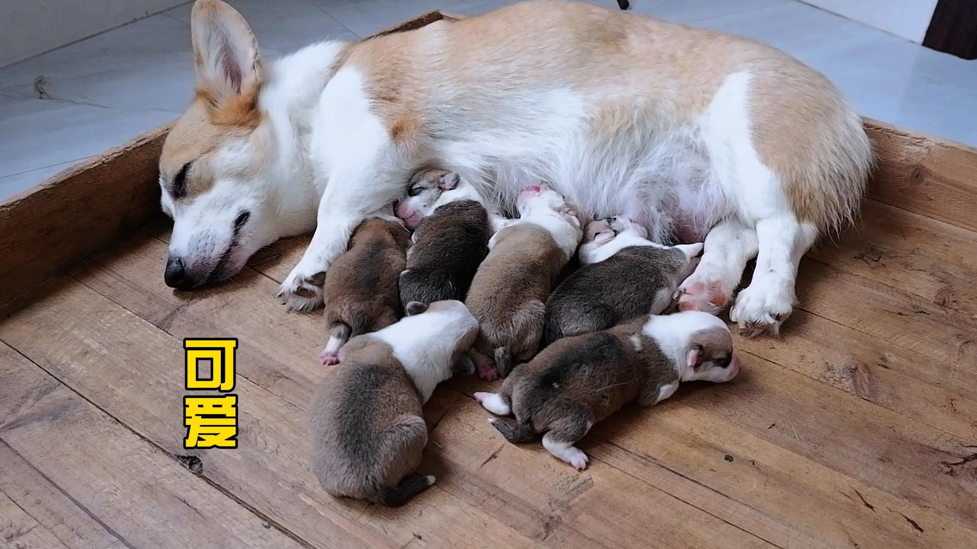 小奶狗出生第7天了,抢不到奶喝就嘤嘤叫的哭,看着真可爱