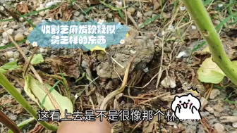 Download Video: 芝麻开花节节高，收割芝麻发现疑似灵芝样的东西，这就是农村生活