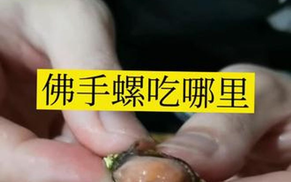 这个季节的佛手螺好肥,还没懂得吃的朋友学习起来啦