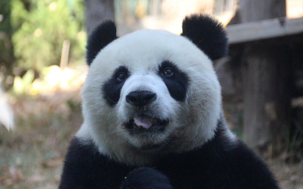 大熊猫妙音 喝水水~发发呆