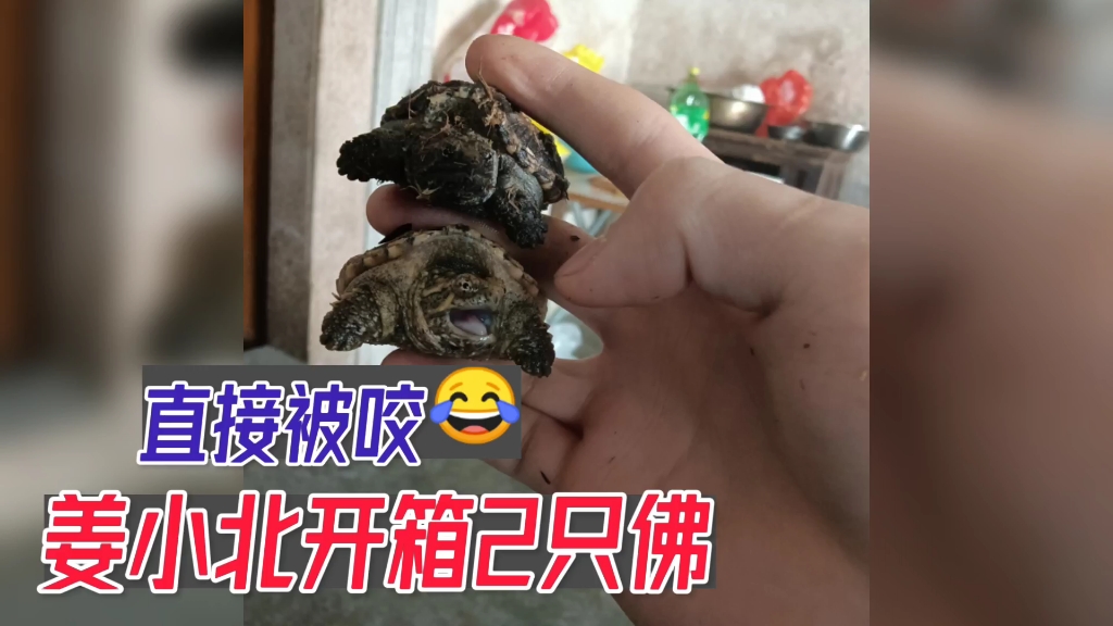 开箱2只佛结局感人直接被咬