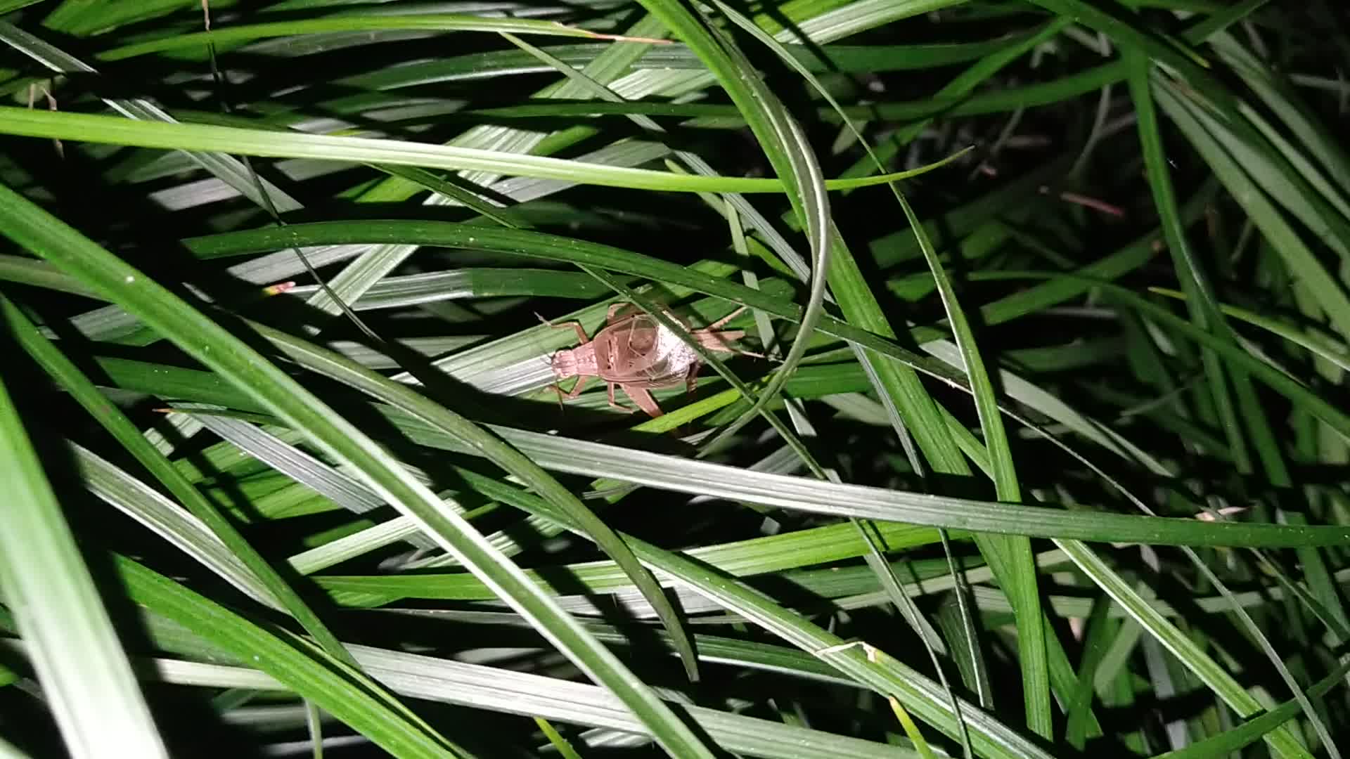 云斑金蟋(俗名宝塔蛉)的鸣声