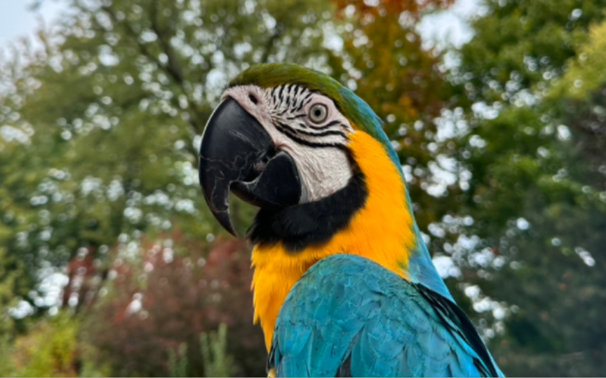 【金刚鹦鹉】唯一一次成功挽救饭盆的影像资料