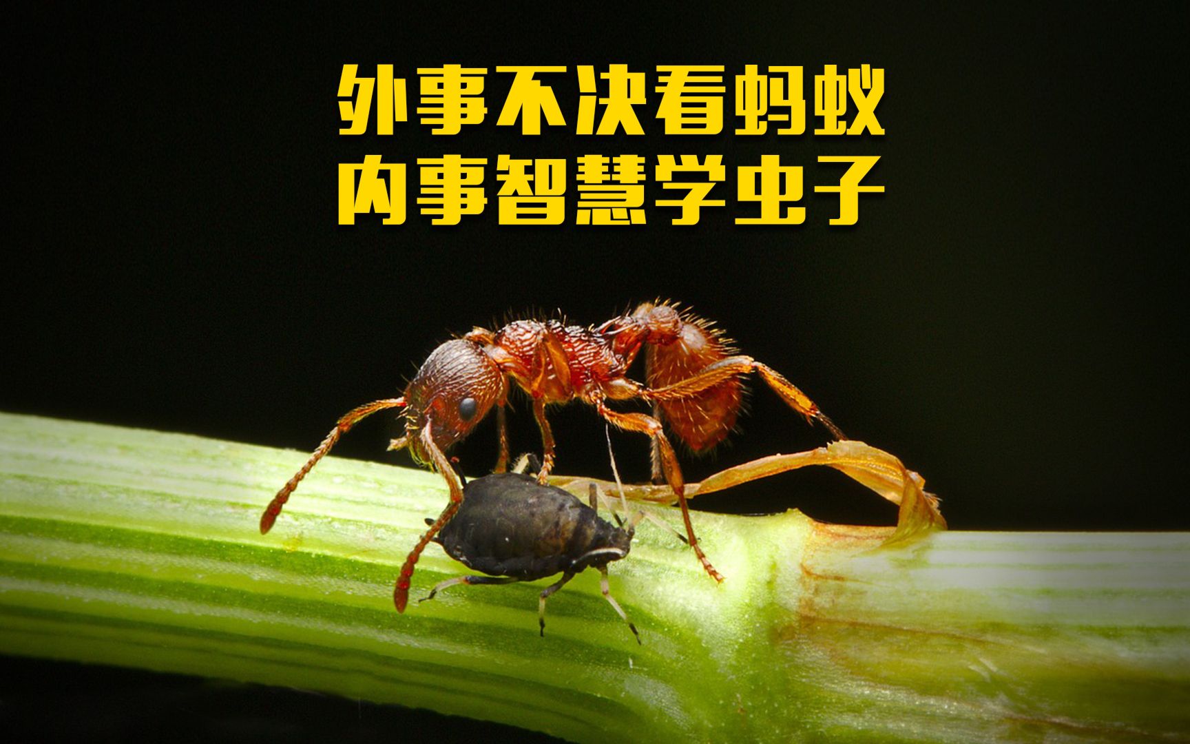 昆虫哲学:外事不顺看蚂蚁,内事智慧学虫子.哔哩哔哩bilibili