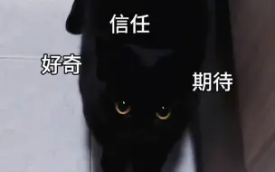 Download Video: 你怎么可以用空碗欺骗小猫！