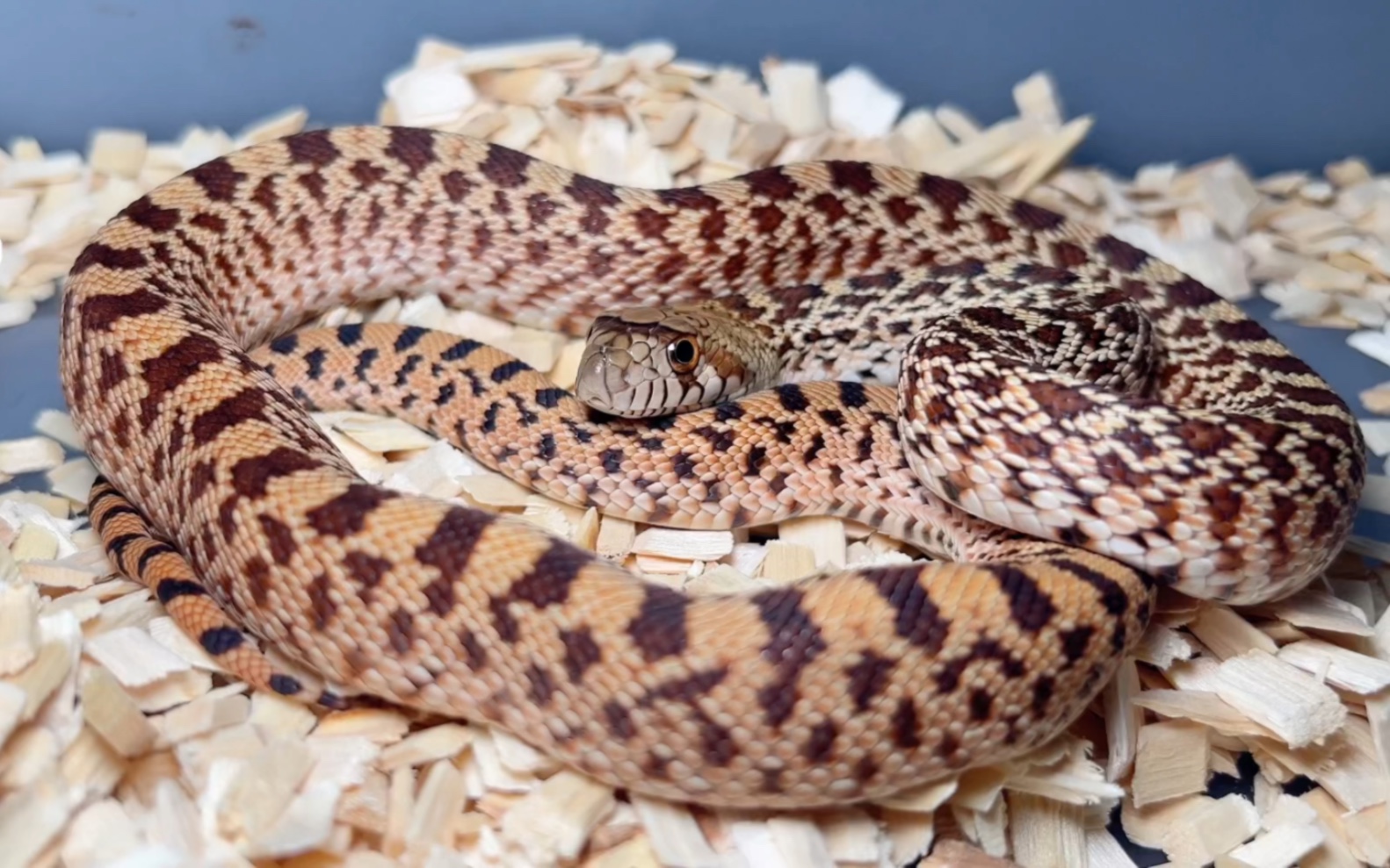 原色牛蛇的优雅.