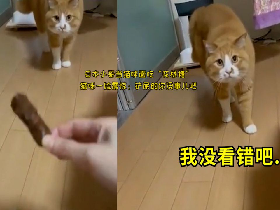 日本小哥当猫咪面吃“花林糖”,猫咪一脸震惊:铲屎的你没事儿吧哔哩哔哩bilibili