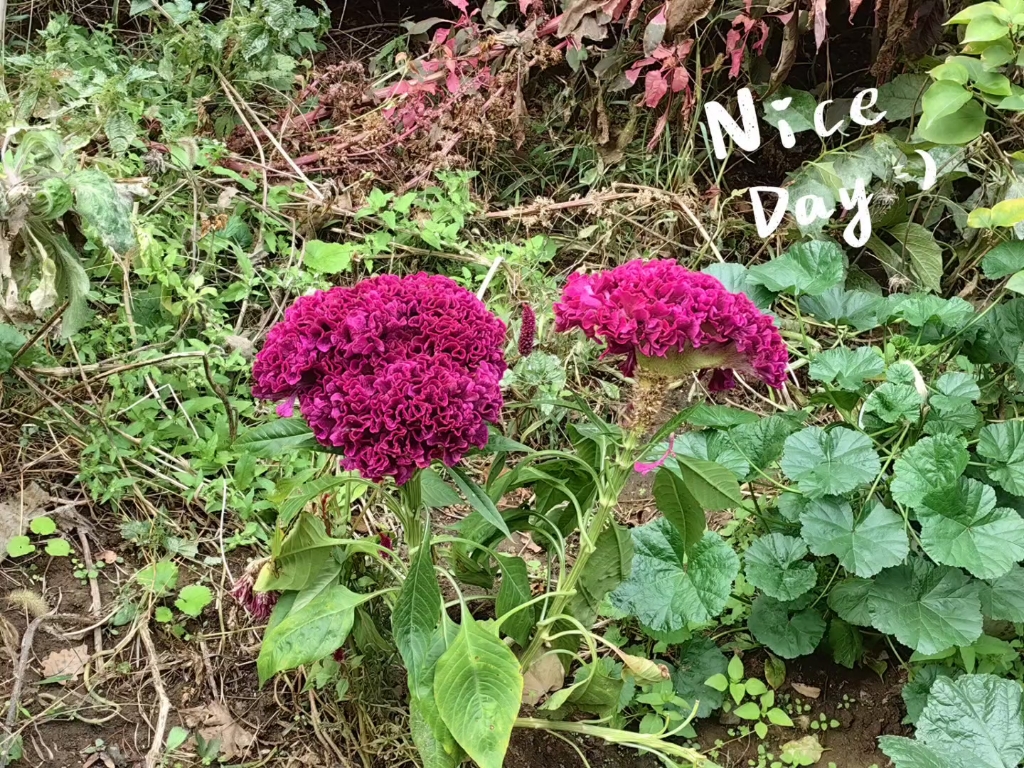 秋天的月季花,路边一些小野花