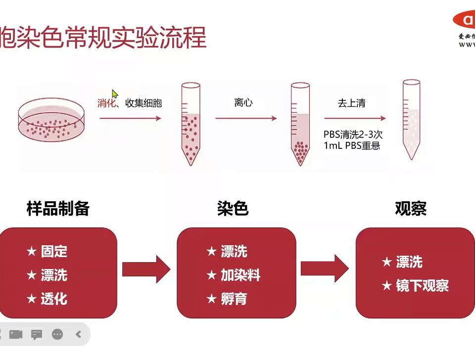 细胞染色实验操作流程,细胞染色需要做哪些操作?哔哩哔哩bilibili