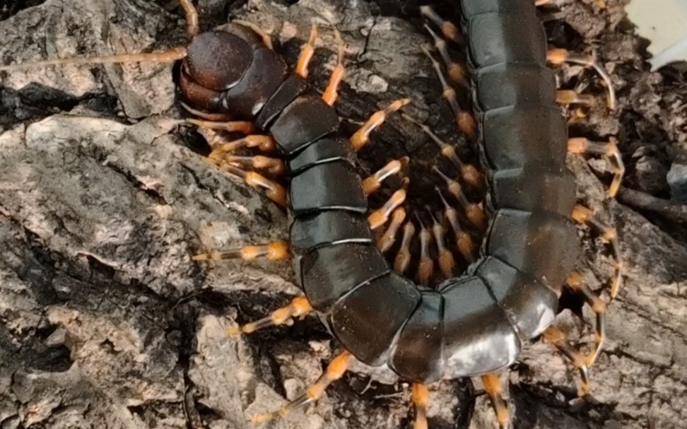 06.14摩诃迦罗(海南间脚蜈蚣)捕食成体疑仿硕蠊(杜比亚蟑螂)