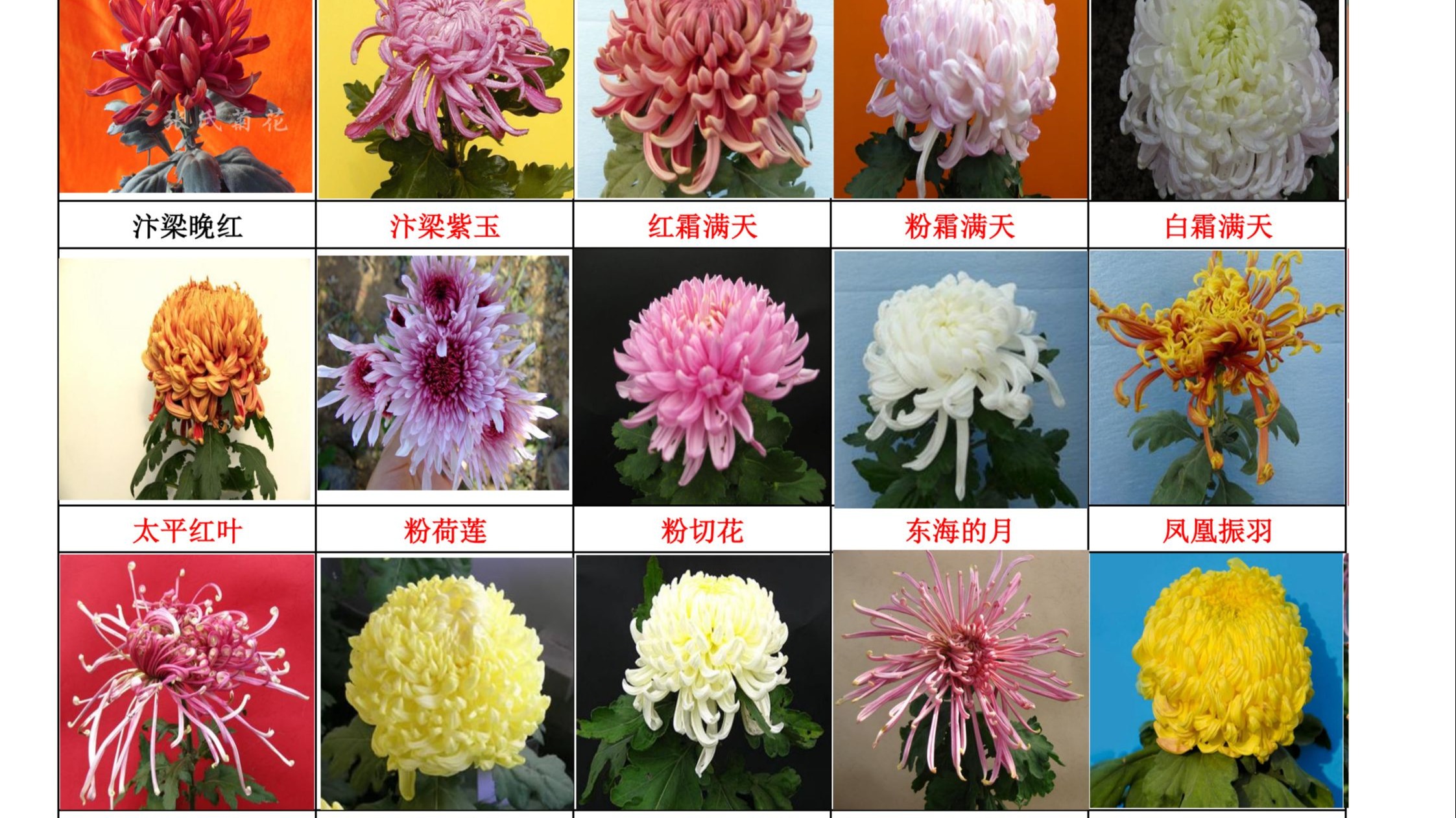 菊花种植产业背后的美丽秘密