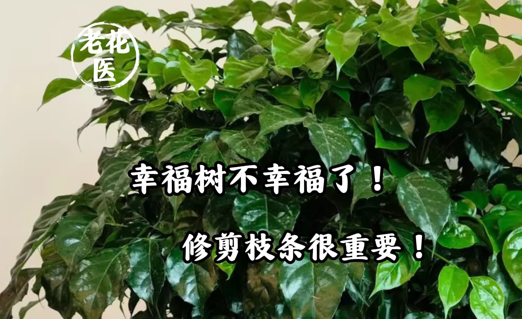 幸福树不幸福了!修剪枝条很重要!哔哩哔哩bilibili